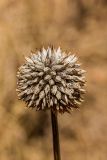 Leonotis nepetifolia