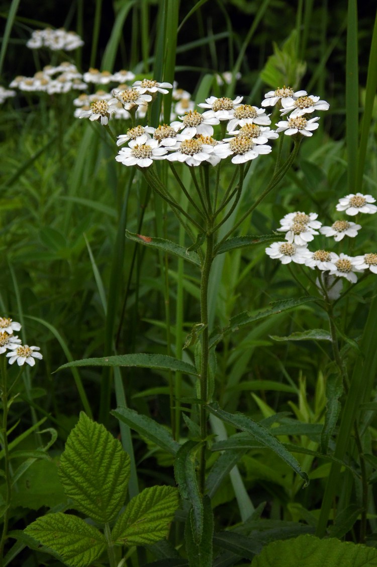 Image of Achillea biserrata specimen.