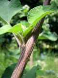 Arctium tomentosum