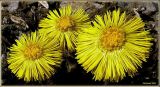 Tussilago farfara