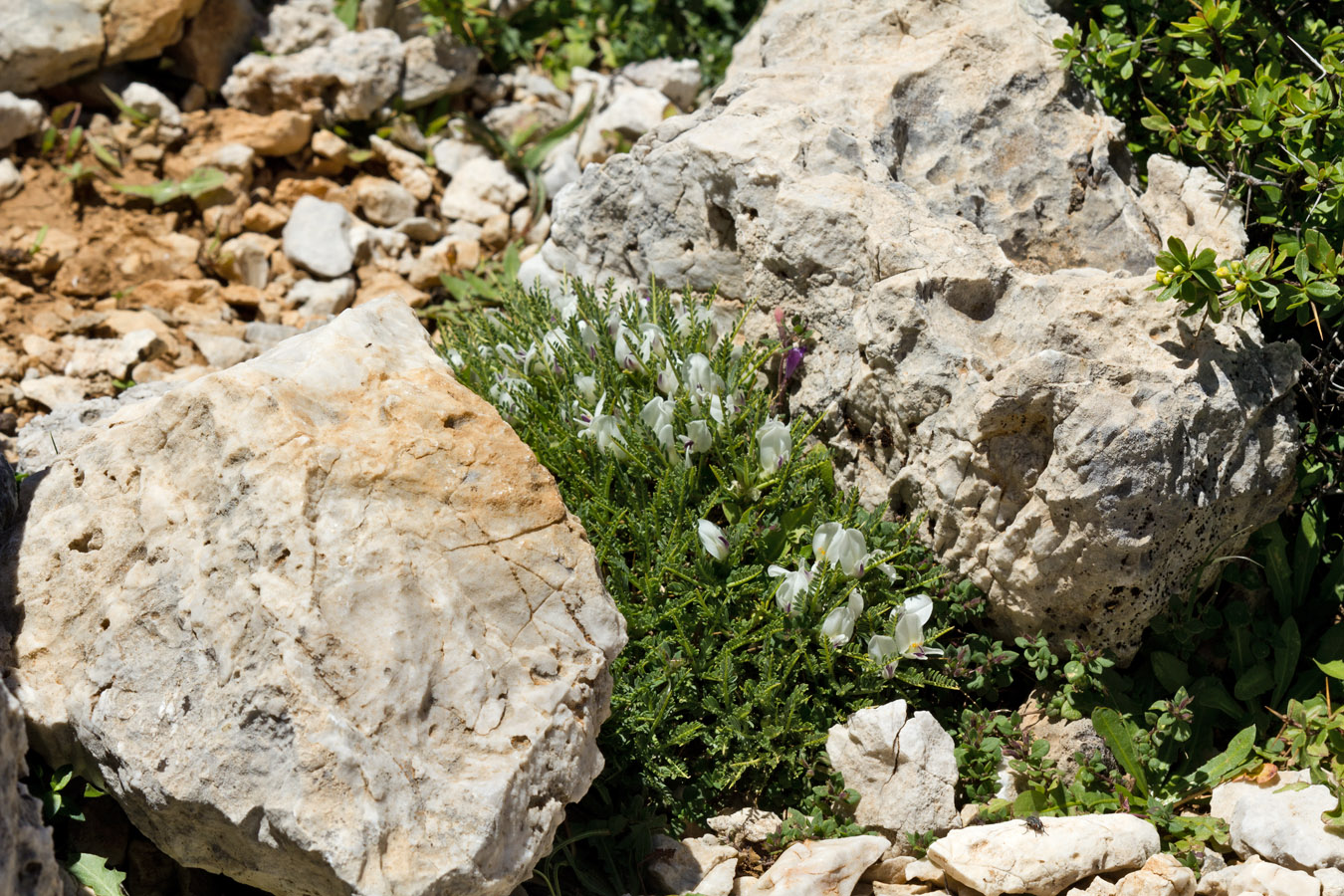 Изображение особи Astragalus angustifolius.