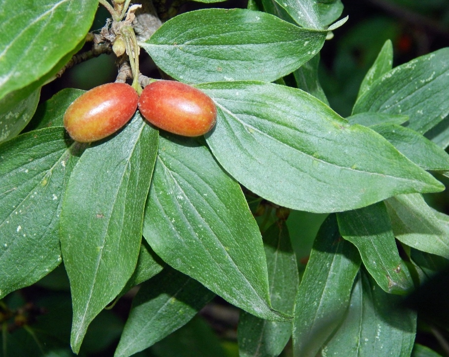 Изображение особи Cornus mas.