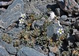 Cerastium lithospermifolium. Цветущее растение. Таджикистан, Фанские горы, перевал Алаудин, ≈ 3700 м н.у.м., каменистый склон. 05.08.2017.