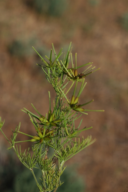 Изображение особи Scandix stellata.