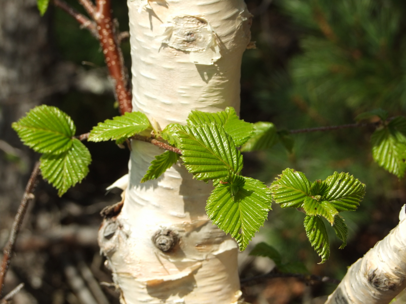 Изображение особи Betula lanata.