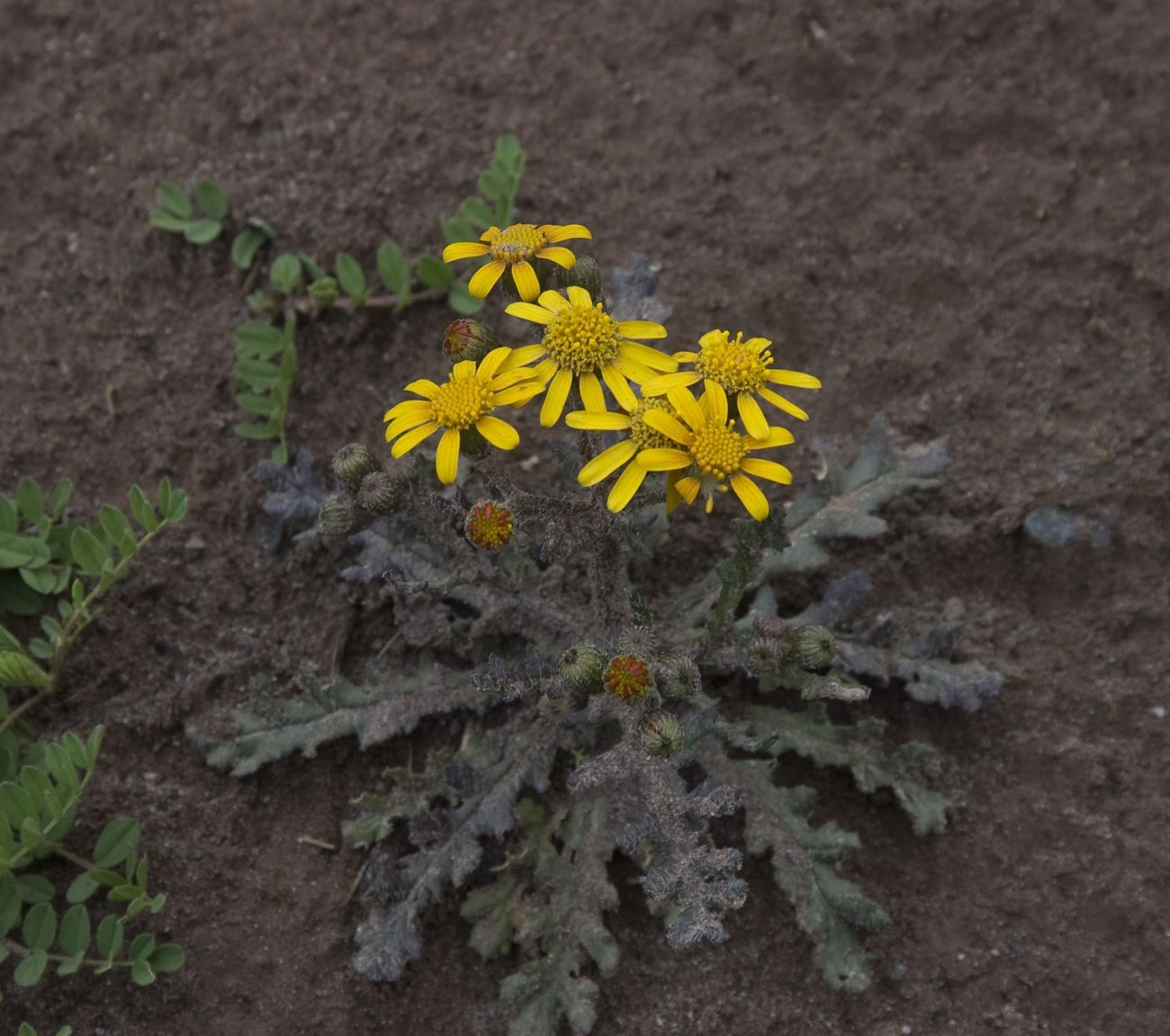 Изображение особи Senecio sosnovskyi.