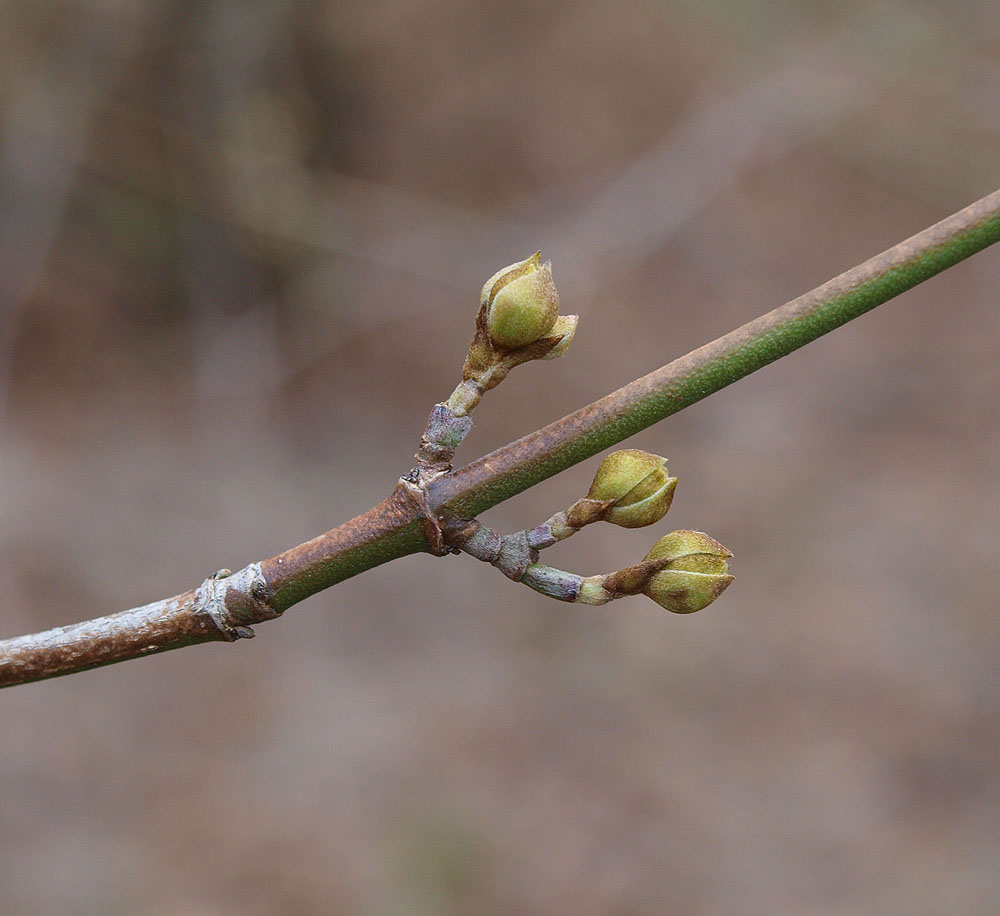 Image of Cornus mas specimen.