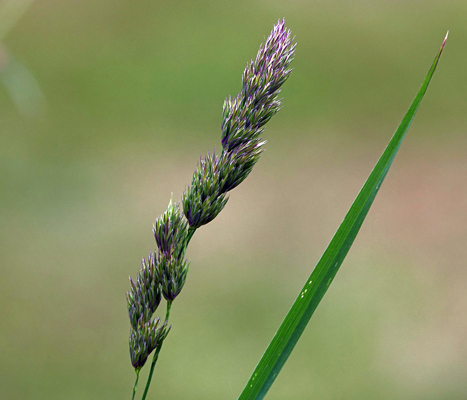 Изображение особи Dactylis glomerata.