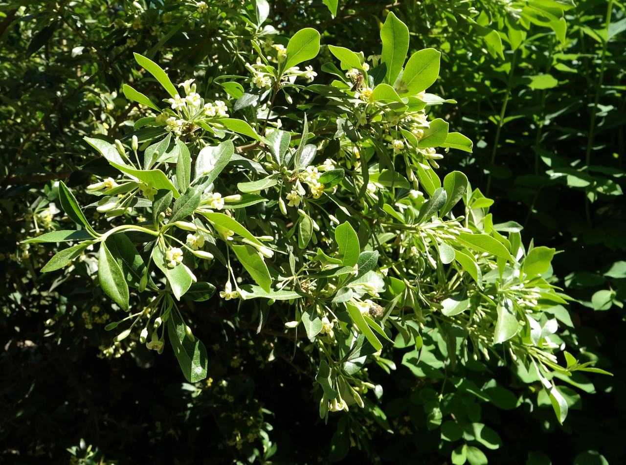 Изображение особи Pittosporum heterophyllum.