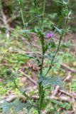 Cirsium vulgare. Средняя часть цветущего растения. Беларусь, Витебская обл., ландшафтно-гидрологический заказник \"Глубокский Мох\", опушка смешанного хвойно-широколиственного леса у обочины грунтовой дороги. 01.08.2019.