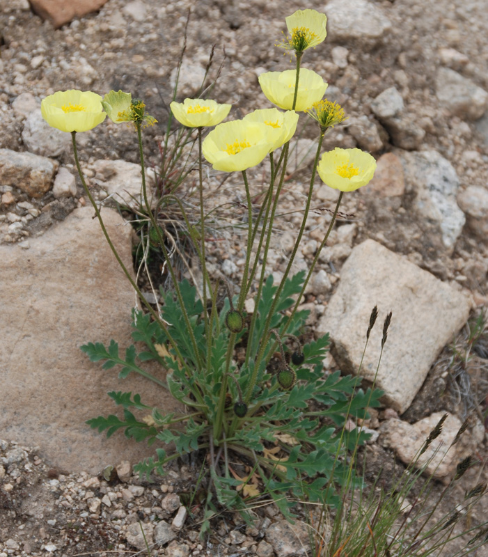 Изображение особи род Papaver.