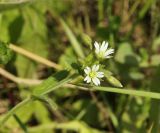 Cerastium holosteoides