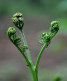 Pteridium pinetorum