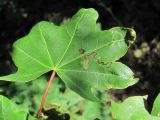 Acer cappadocicum