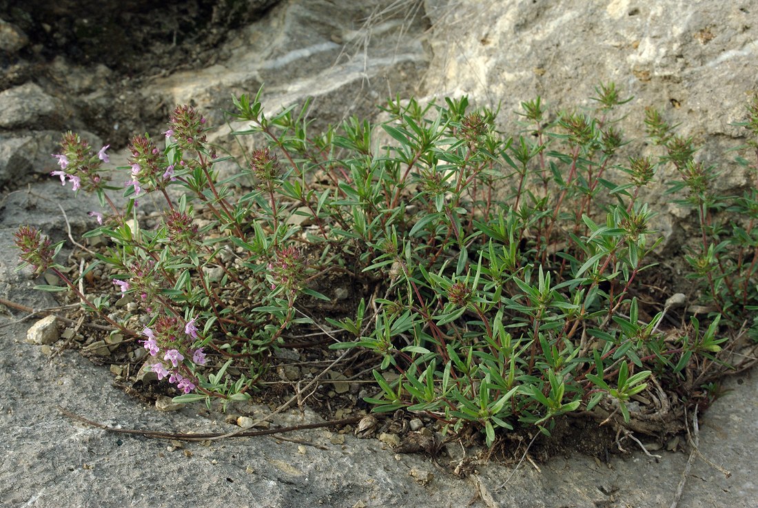 Image of genus Thymus specimen.