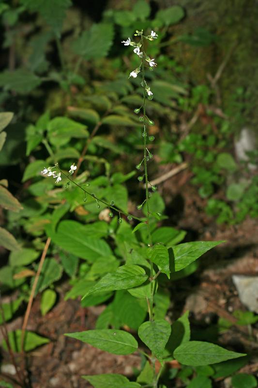 Изображение особи Circaea lutetiana.