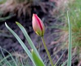 Tulipa humilis