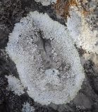 Lecanora muralis. Таллом с апотециями. Пермский край, Лысьвинский р-н, окр. с. Кын-завод, гора Плакун, обнажение известняков. 17.02.2023.