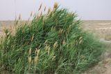 Phragmites australis