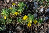 Ajuga chia