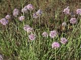 Allium senescens. Цветущие растения. Бурятия, южное побережье оз. Гусиное, 12 августа 2005 г.