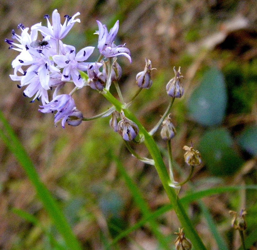 Изображение особи Scilla lilio-hyacinthus.