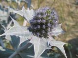 Eryngium maritimum. Соцветие. Нидерланды, провинция Noord-Holland, Wijk aan Zee, заказник Noordhollands duinreservaat, приморские дюны. 5 июля 2008 г.