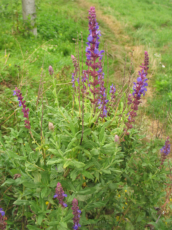 Изображение особи Salvia nemorosa.