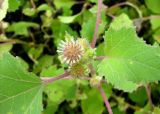 Xanthium orientale