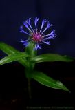 Centaurea montana