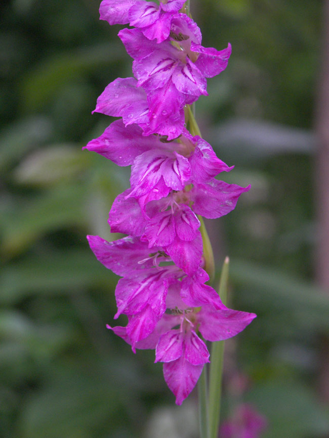 Изображение особи Gladiolus palustris.