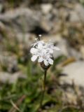 Valeriana jelenevskyi