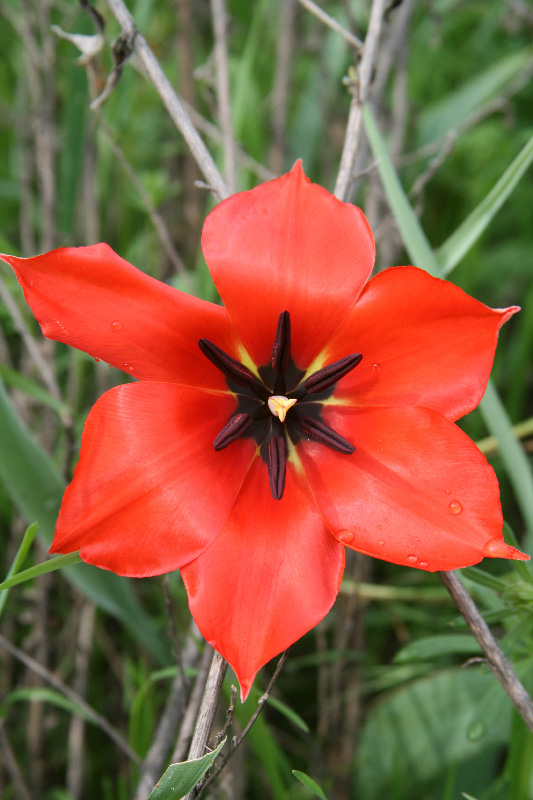 Image of Tulipa carinata specimen.