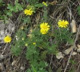 Anthemis tinctoria. Цветущее растение. Московская обл., Серебрянопрудский р-н, степной склон у р. Полосня. 01.07.2012.