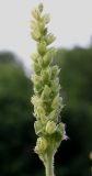 Heuchera cylindrica