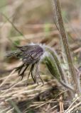 Pulsatilla pratensis