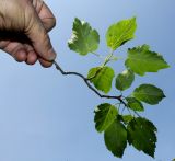 Acer tataricum