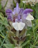 Scutellaria alpina