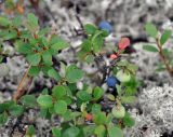 Vaccinium uliginosum подвид microphyllum. Плодоносящее растение. Республика Коми, Печоро-Илычский заповедник, хребет Мань-Пупунёр. 18.08.2014.