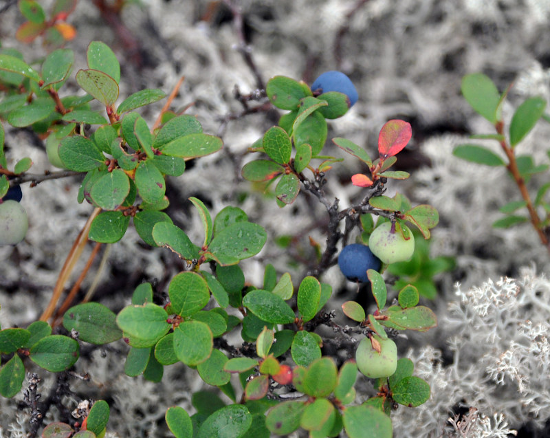 Image of Vaccinium uliginosum ssp. microphyllum specimen.