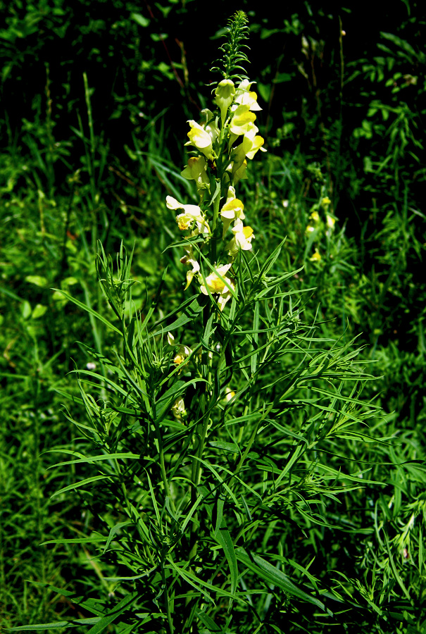 Изображение особи Linaria vulgaris.