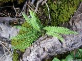 Asplenium viride. Растение на моховой подушке. Крымский природный заповедник, Бабуган-Яйла. 18.07.2009.