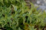 Carlina acaulis подвид caulescens