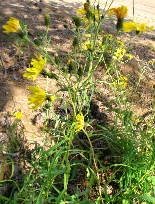 Изображение особи Hieracium umbellatum.