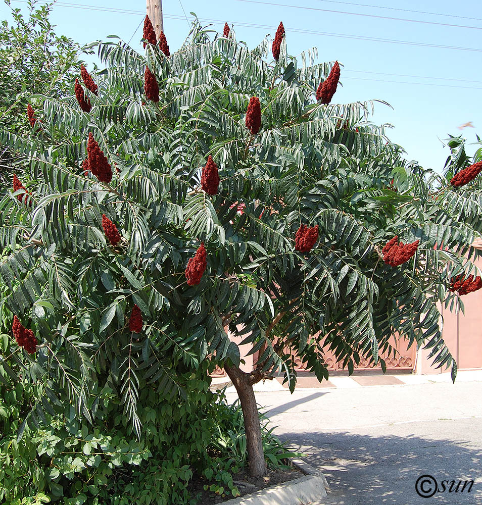 Изображение особи Rhus glabra.