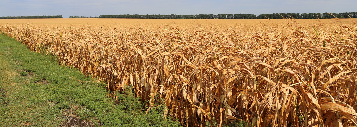 Изображение особи Zea mays.