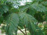 Albizia julibrissin. Дваждыперистосложныe листья. Краснодарский край, Сочи, Лазаревский р-н, пос. Дагомыс, в культуре. 02.08.2015.