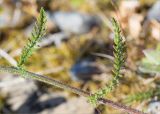 Achillea apiculata. Часть стебля с листьями. Мурманская обл., п-ов Рыбачий, побережье Большой Волоковой губы, луговина среди приморской тундры. 30.07.2015.