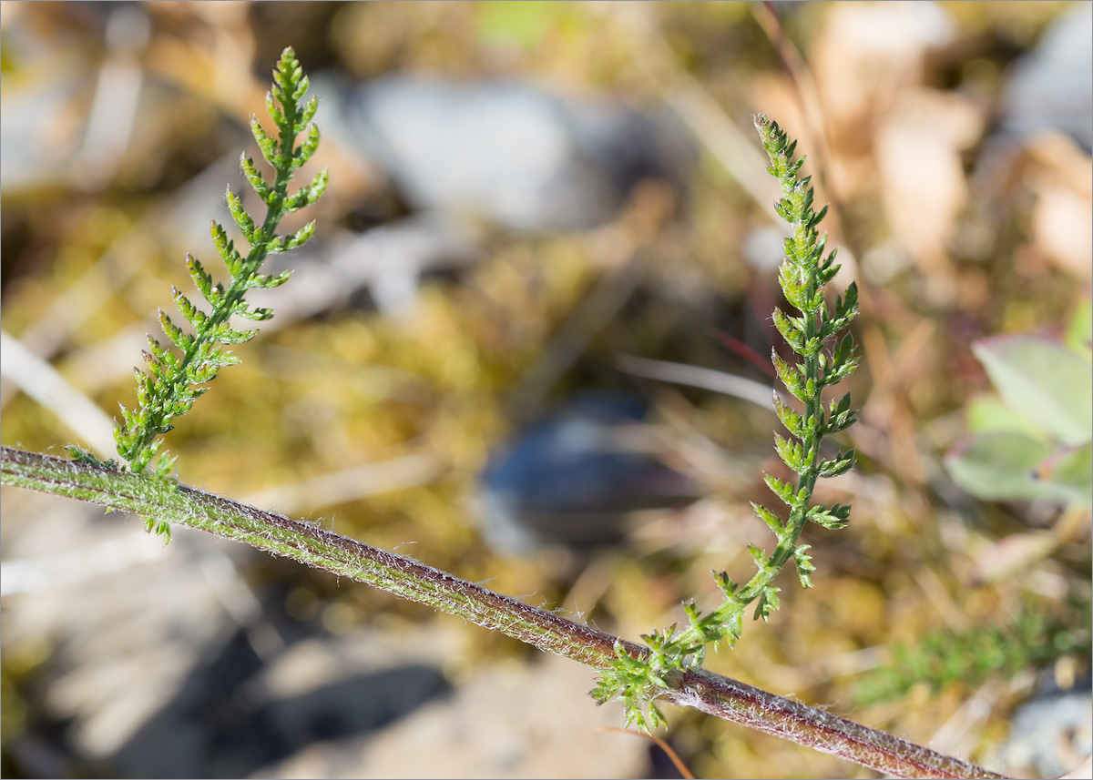 Изображение особи Achillea apiculata.