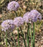 Allium senescens. Соцветия. Республика Бурятия, Хоринский р-н, дол. р. Уды, остепнённый щебнистый склон. 23.07.2014.